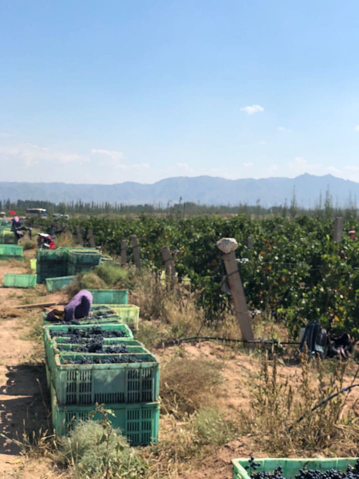中国ワイン：ブドウ畑