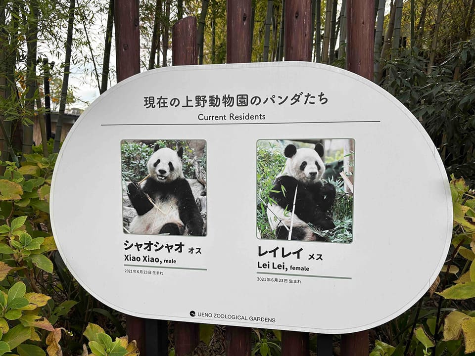 現在の上野動物園のパンダたち（シャオシャオ、レイレイ）