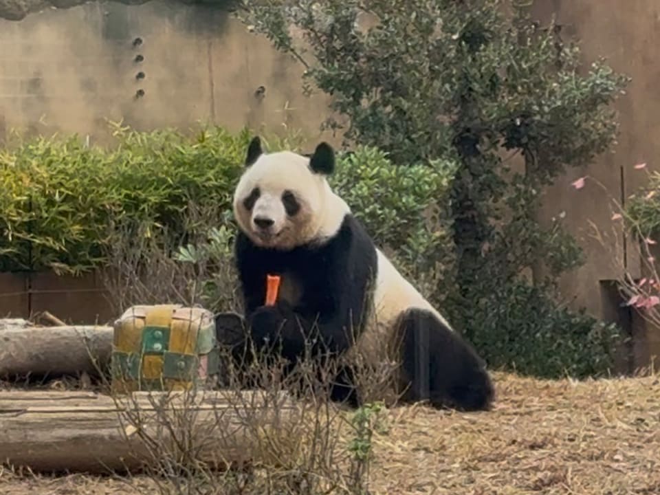 ニンジンを食べるレイレイ