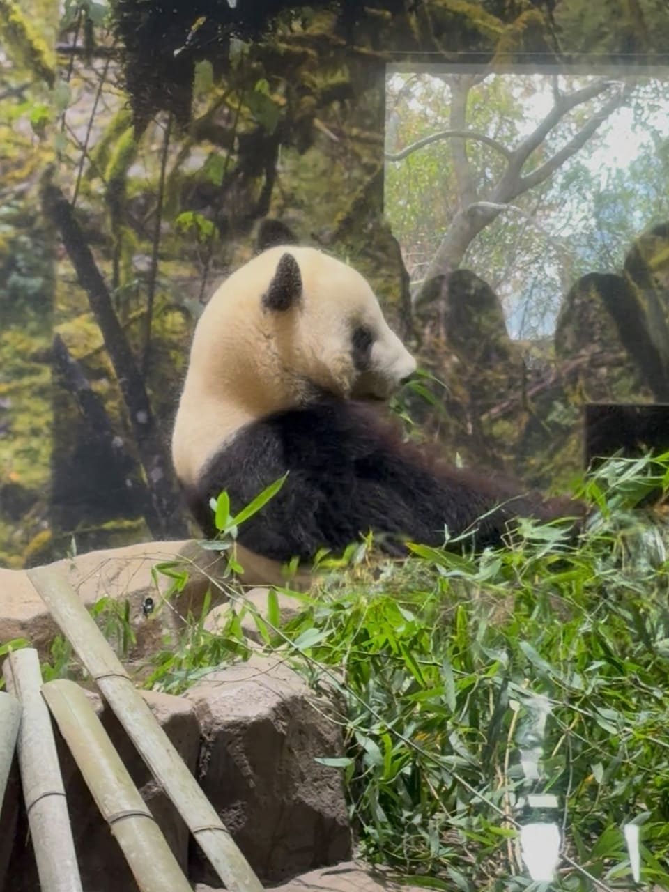 笹を食べるシャオシャオ