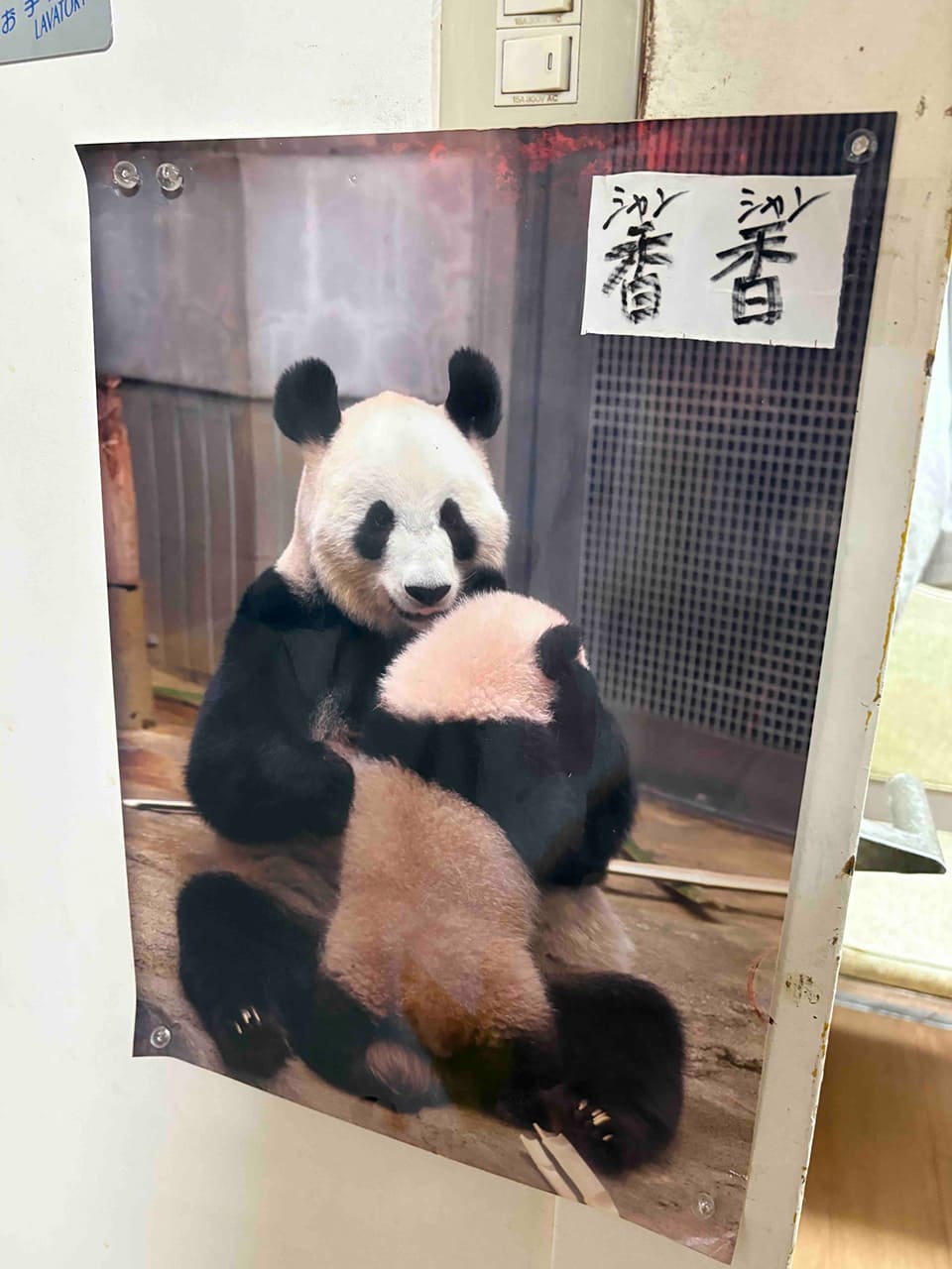 王さんお気に入りの香香の写真、香辣妹子にて